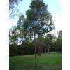 Eucalyptus Tree, Cider Gum