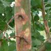 Eucalyptus Tree, Cider Gum