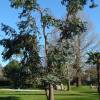 Eucalyptus Tree, Cider Gum