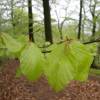 Beech, European