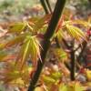 Maple, Japanese 'Orange Dream'