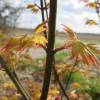 Maple, Japanese 'Orange Dream'