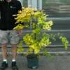 Maple, Japanese 'Orange Dream'