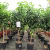 Lemon Tree, '4 seasons'
