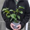 Lemon Tree, '4 seasons'