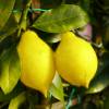 Lemon Tree, '4 seasons'
