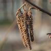 Hazel tree, Scarlet