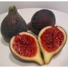 Fig Tree 'Noire de Bellone'