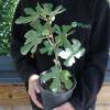 Fig Tree 'Noire de Bellone'