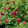 Berry, Tayberry Hybrid