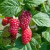 Berry, Tayberry Hybrid