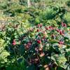 Berry, Tayberry Hybrid