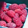 Berry, Tayberry Hybrid