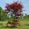 Maple, Japanese 'Atropurpureum'