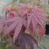 Maple, Japanese 'Atropurpureum'