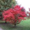 Maple, Japanese 'Atropurpureum'