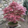 Maple, Japanese 'Atropurpureum'