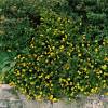 Potentilla, Yellow