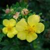 Potentilla, Yellow