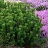 Pine, dwarf mugo pumilio