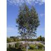 Eucalyptus Tree, Snow Gum