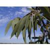 Eucalyptus Tree, Snow Gum