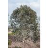 Eucalyptus Tree, Snow Gum