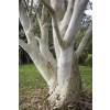 Eucalyptus Tree, Snow Gum