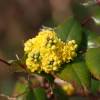 Oregon grape