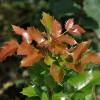 Oregon grape