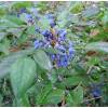 Oregon grape