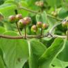 Honeysuckle, fly