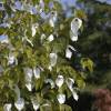 Dove tree