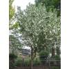 Dove tree