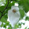 Dove tree