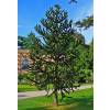 Monkey puzzle tree