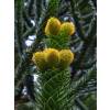 Monkey puzzle tree