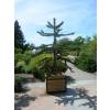 Monkey puzzle tree