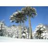 Monkey puzzle tree