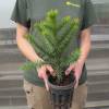 Monkey puzzle tree
