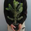 Monkey puzzle tree