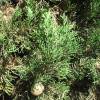 Cypress, Italian
