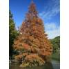 Dawn Redwood