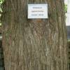 Dawn Redwood