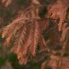 Dawn Redwood