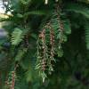 Dawn Redwood