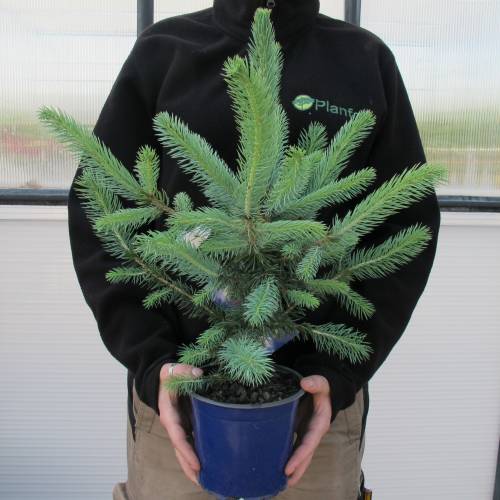 Spruce, Colorado buy Spruce, Colorado / Picea pungens