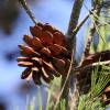 Pine, aleppo