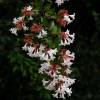 Abelia grandiflora