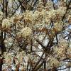 Serviceberry, canadian